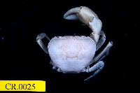 藏品(澤蟹屬)的圖片